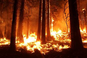Risks That Contribute to Devastating Wildfires in California